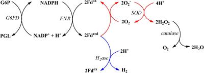 Investigation of the Ferredoxin’s Influence on the Anaerobic and Aerobic, Enzymatic H2 Production